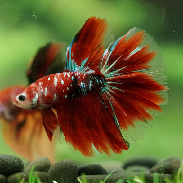 Galaxy/Candy Koi Halfmoon - 14 weeks old