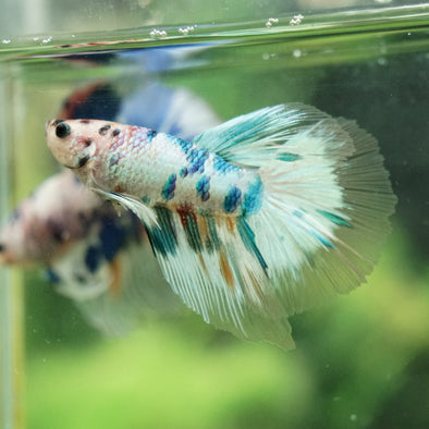 Galaxy/Candy Koi Halfmoon - 14 weeks old