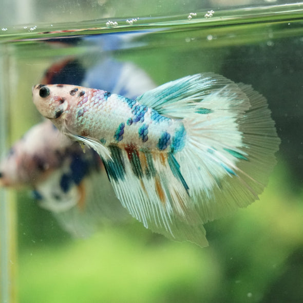 Galaxy/Candy Koi Halfmoon - 14 weeks old
