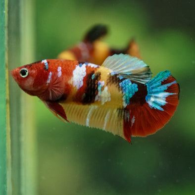 Multicolor/ Galaxy Koi Plakat- Female- 13 Weeks Old