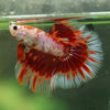 Galaxy/Candy Koi Halfmoon - 14 weeks old