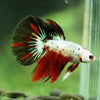 Galaxy/Candy Koi Halfmoon - 11 weeks old