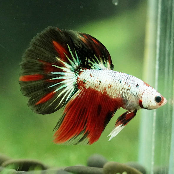 Galaxy/Candy Koi Halfmoon - 11 weeks old