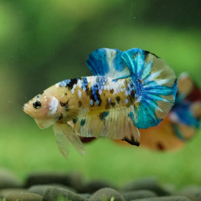 Multicolor/Galaxy Koi Plakat -16 weeks Old