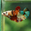 Multicolor/ Galaxy Koi Plakat- Female- 13 Weeks Old
