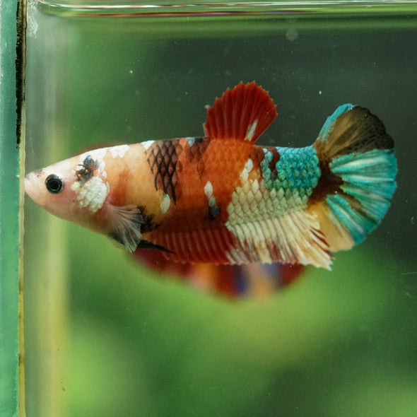 Multicolor/ Galaxy Koi Plakat- Female- 13 Weeks Old