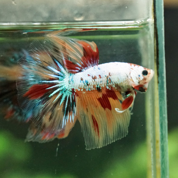 Galaxy/Candy Koi Halfmoon - 14 weeks old