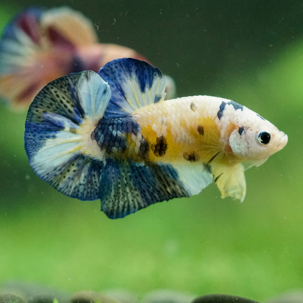 Multicolor/Galaxy Koi Plakat -14 weeks Old