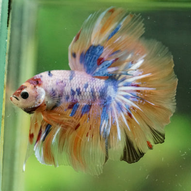 Galaxy/Candy Koi Halfmoon - 14 weeks old