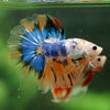 Galaxy/Candy Koi Halfmoon - 14 weeks old