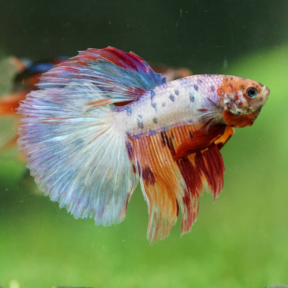 Galaxy/Candy Koi Halfmoon - 11 weeks old