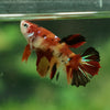 Multicolor/ Galaxy Koi Halfmoon- Female- 13 Weeks Old