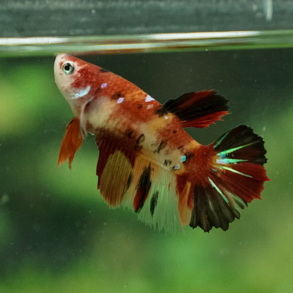 Multicolor/ Galaxy Koi Halfmoon- Female- 13 Weeks Old