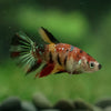 Multicolor/ Galaxy Koi Halfmoon- Female- 13 Weeks Old