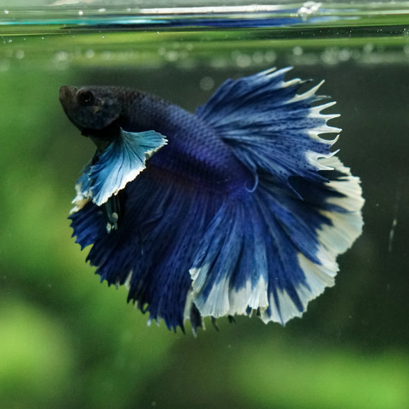 Dumbo Halfmoon - 12 weeks old