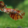 Multicolor/ Galaxy Koi Halfmoon- Female- 13 Weeks Old