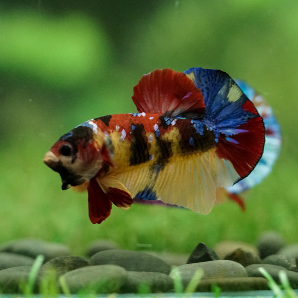 Multicolor/Galaxy Koi Plakat -15 weeks Old