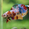 Multicolor/Galaxy Koi Plakat -16 weeks Old