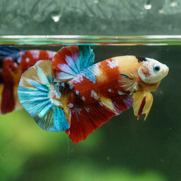 Multicolor/Galaxy Koi Plakat -15 weeks Old