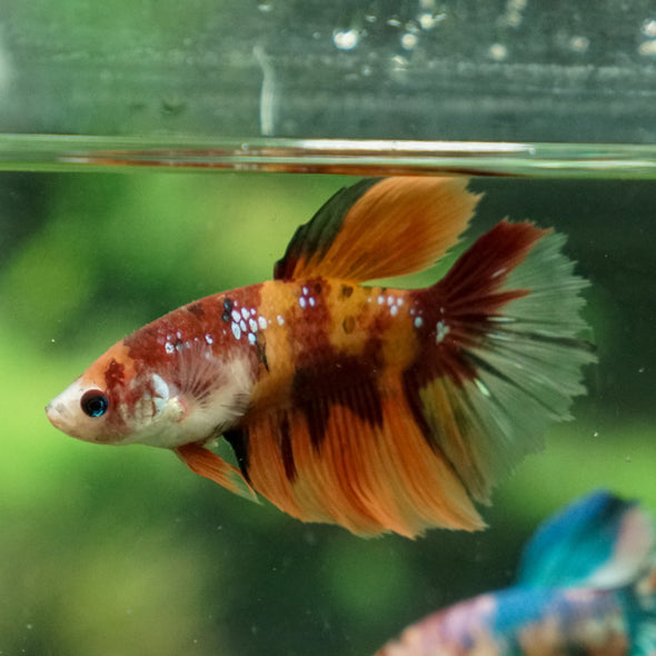 Multicolor/ Galaxy Koi Halfmoon- Female- 13 Weeks Old