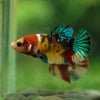 Multicolor/ Galaxy Koi Plakat- Female- 13 Weeks Old