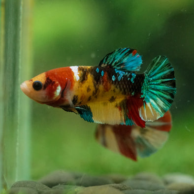 Multicolor/ Galaxy Koi Plakat- Female- 13 Weeks Old