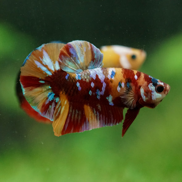 Multicolor/Galaxy Koi Plakat -16 weeks Old