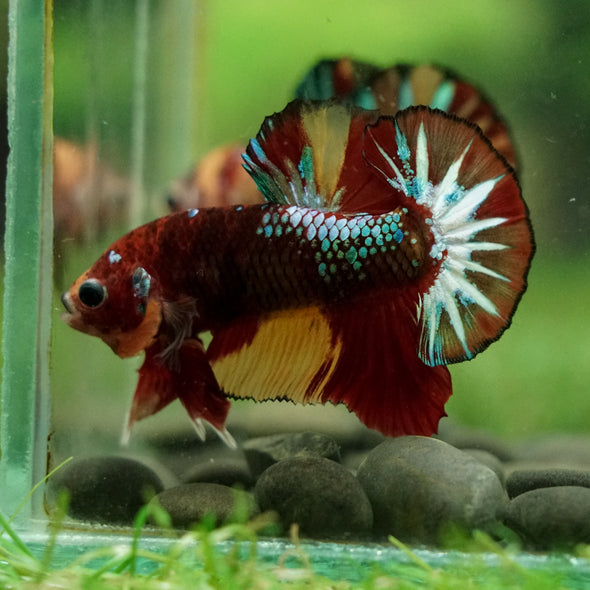 Multicolor/Galaxy Koi Plakat -16 weeks Old