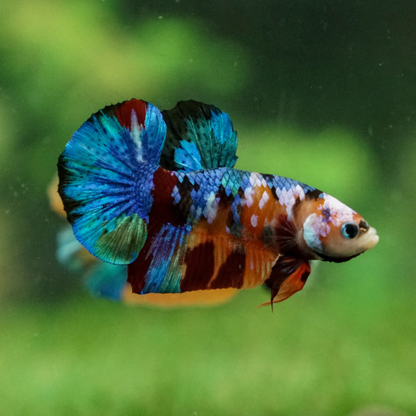 Multicolor/Galaxy Koi Plakat -13 weeks Old