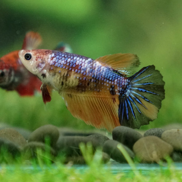 Multicolor/ Galaxy Koi Halfmoon- Female- 13 Weeks Old