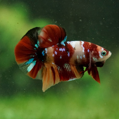 Multicolor/Galaxy Koi Plakat -16 weeks Old