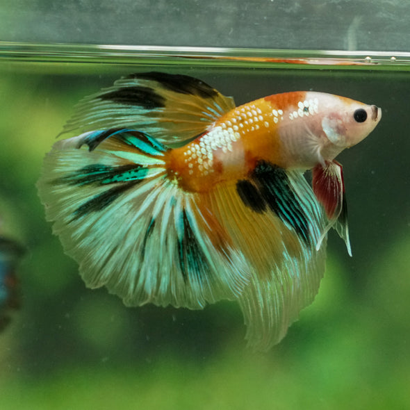 Galaxy Koi Halfmoon - 13 weeks old