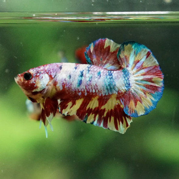 Multicolor/Galaxy Koi Plakat -13 weeks Old