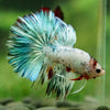 Galaxy/Candy Koi Halfmoon - 14 weeks old