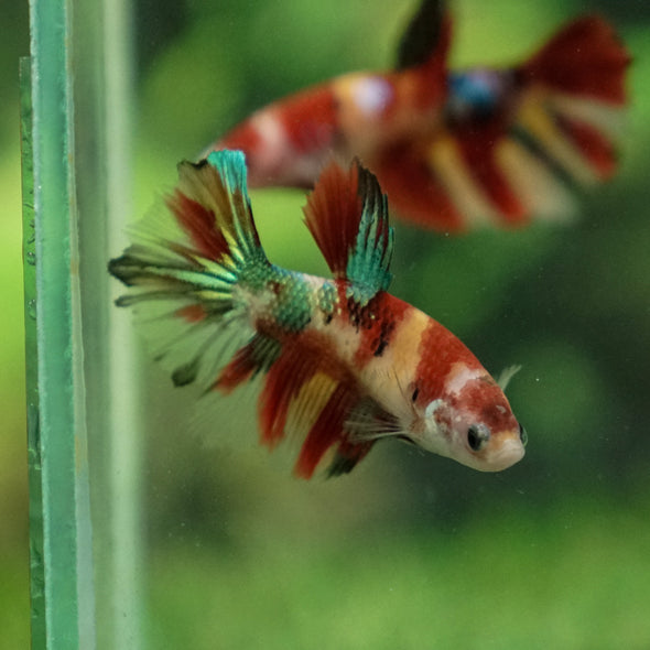Multicolor/ Galaxy Koi Halfmoon- Female- 13 Weeks Old