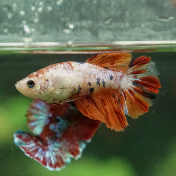 Multicolor/ Galaxy Koi Halfmoon- Female- 13 Weeks Old