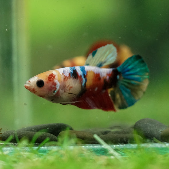 Multicolor/ Galaxy Koi Plakat- Female- 13 Weeks Old