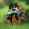 Galaxy Koi Halfmoon - 13 weeks old