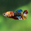 Multicolor/ Galaxy Koi Plakat- Female- 13 Weeks Old