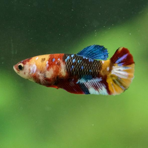 Multicolor/ Galaxy Koi Plakat- Female- 13 Weeks Old