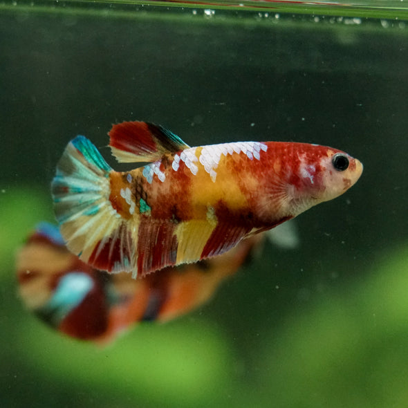 Multicolor/ Galaxy Koi Plakat- Female- 13 Weeks Old