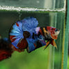 Multicolor/Galaxy Koi Plakat -16 weeks Old