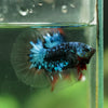 Black Base Galaxy/Candy Koi Halfmoon - 14 weeks old