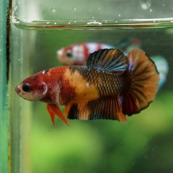 Multicolor/ Galaxy Koi Plakat- Female- 13 Weeks Old