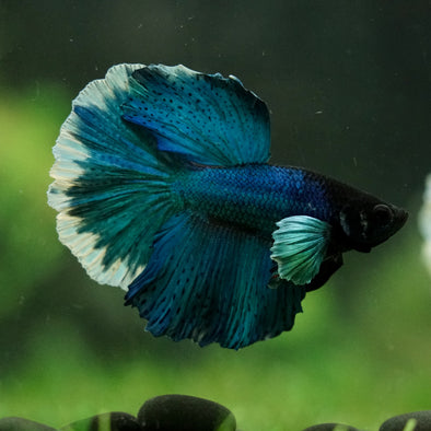 Dumbo Halfmoon - 12 weeks old
