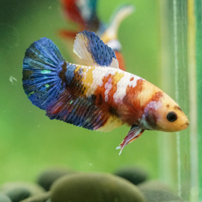 Multicolor/ Galaxy Koi Plakat- Female- 13 Weeks Old