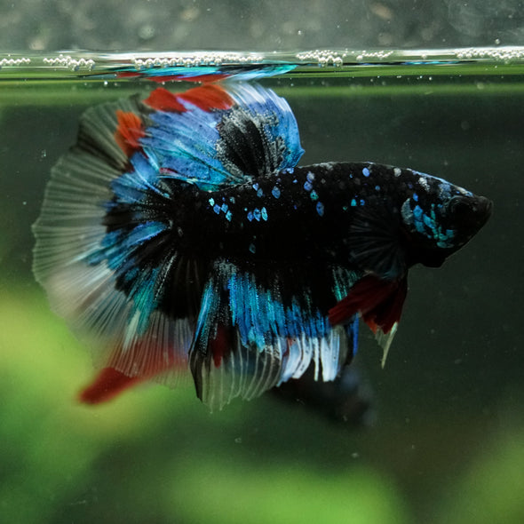 Black Base Galaxy Koi Halfmoon (Avatar) - 14 weeks old