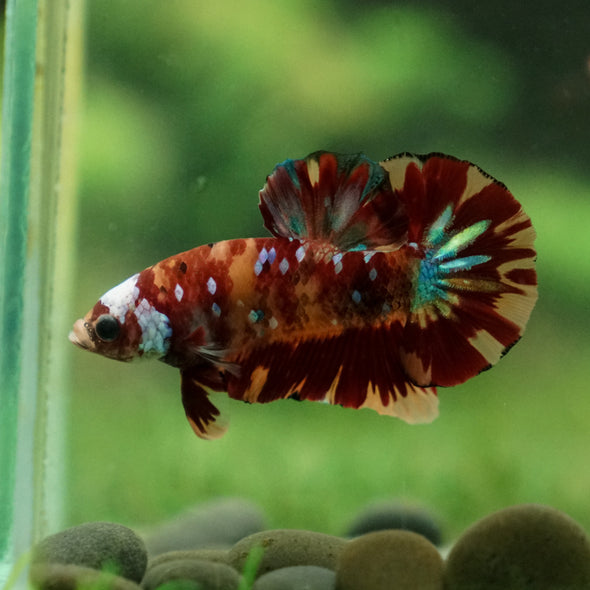 Multicolor/Galaxy Koi Plakat -13 weeks Old