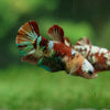 Multicolor/ Galaxy Koi Plakat - Female- 13 Weeks Old