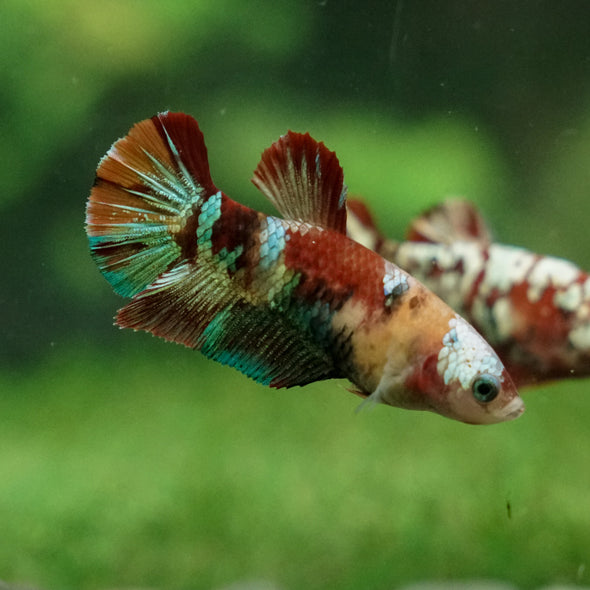 Multicolor/ Galaxy Koi Plakat - Female- 13 Weeks Old